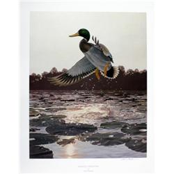 Lot of 10 Prints all numbered and signed:  “Bobwhite Covey” by Gregory F. Messier, image size  20” x