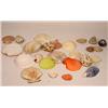 Image 1 : LARGE LOT OF SEASHELLS