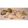 Image 1 : LARGE LOT OF SEASHELLS