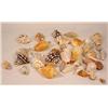 Image 1 : LARGE LOT OF SEASHELLS AND ROCKS
