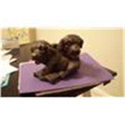 Bronze Puppy Sculpture