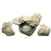 Image 1 : Large clump of 7 bust 8R (encrusted) on rock.