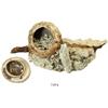 Image 1 : "Pincushion" powder-box encrusted onto iron, with separate lid.