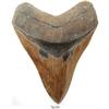 Image 1 : Medium megalodon (shark) tooth, 25 million years old, found off South Carolina.