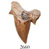 Image 1 : Mackerel shark tooth, 25 million years old, found off South Carolina.