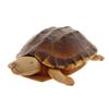 Image 1 : Handcarved Teak Turtle Real Turtle Shell  (CLB-404)