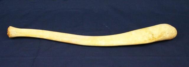 WALRUS BACULUM OOSIK PENIS OR PENILE BONE