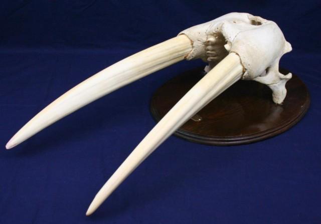 LARGE WALRUS SKULL AND TUSKS