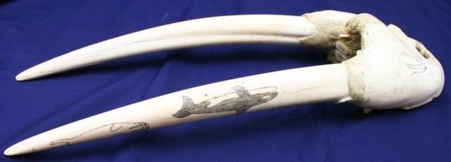 WALRUS SKULL AND TUSK SCRIMSHAW