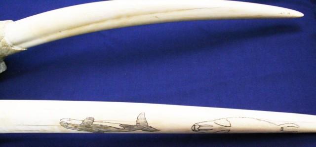 WALRUS SKULL AND TUSK SCRIMSHAW