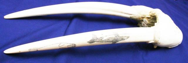 WALRUS SKULL AND TUSK SCRIMSHAW