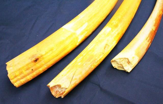 WALRUS RAW IVORY TUSK LOT OF 3