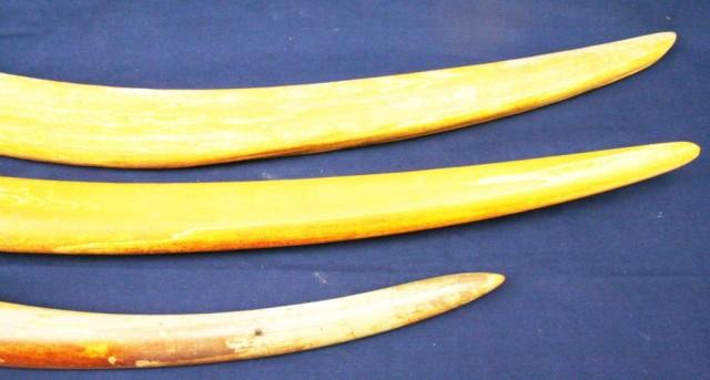 WALRUS RAW IVORY TUSK LOT OF 3