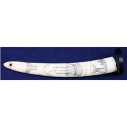 WHALING SHIP CHARITY WALRUS IVORY TUSK SCRIMSHAW
