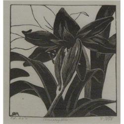 Grace Albee Amaryllis engraving