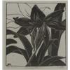 Image 1 : Grace Albee Amaryllis engraving