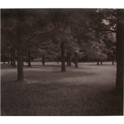 Lockwood Hoehl Trees in a Park photograph