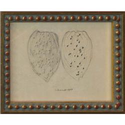 Harry Schwalb Walnuts drawing