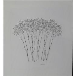 Harry Schwalb Baby's Breath pencil drawing