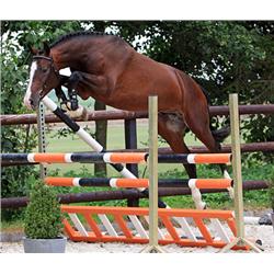 Dalato (Calato x Contender) - Bid is for Monthly Payment (1 of 60)