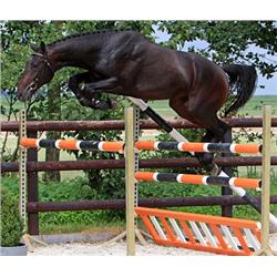 Dallas (Douglas VDL x Nimmerdor)- Bid is for Monthly Payment (1 of 60)