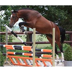 Da's Mooi Man (Zapatero VDL x Indoctro)- Bid is for Monthly Payment (1 of 60)