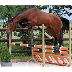 David VDL (Zavall VDL x Wellington)- Bid is for Monthly Payment (1 of 60)