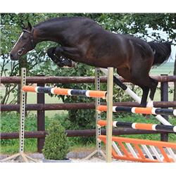 Débores Boy H (Zapatero VDL x Neckar) - Bid is for Monthly Payment (1 of 60)