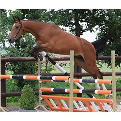 Dimitri (Indoctro x Ahorn)- Bid is for Monthly Payment (1 of 60)