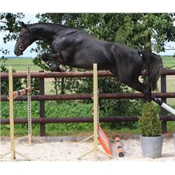 Dutchman (Silverstone VDL x Indoctro) - Bid is for Monthly Payment (1 of 60)