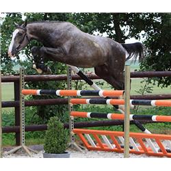 It's Amazing Jopie Z (Indorado x Nimmerdor)- Bid is for Monthly Payment (1 of 60)