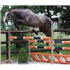 Image 1 : It's Amazing Jopie Z (Indorado x Nimmerdor)- Bid is for Monthly Payment (1 of 60)