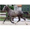 Image 2 : It's Amazing Jopie Z (Indorado x Nimmerdor)- Bid is for Monthly Payment (1 of 60)