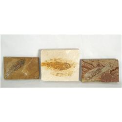 3 Fossilized Pre-Historic Fish