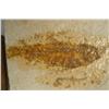 Image 2 : 3 Fossilized Pre-Historic Fish