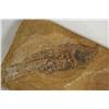 Image 4 : 3 Fossilized Pre-Historic Fish