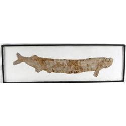 Fossil  Xiphactinus  Sword Ray bony fish 34  long 100 million year old fossil.  was a large, long pr