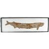 Image 1 : Fossil "Xiphactinus" Sword Ray bony fish 34" long 100 million year old fossil.  was a large, long pr