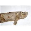 Image 2 : Fossil "Xiphactinus" Sword Ray bony fish 34" long 100 million year old fossil.  was a large, long pr