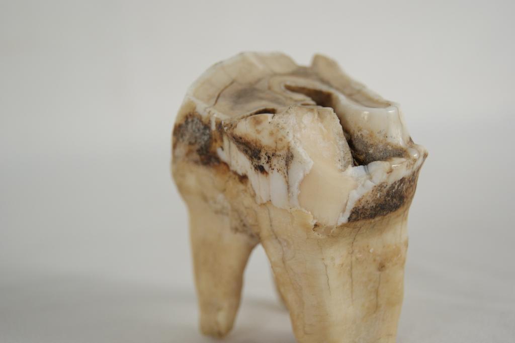 Wooly Rhinos - 3 teeth The woolly rhinoceros (Coelodonta antiquitatis ...