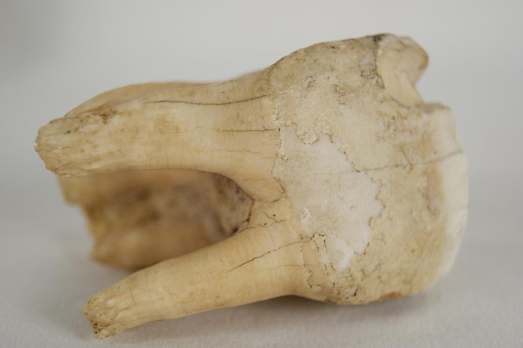 Wooly Rhinos - 3 teeth The woolly rhinoceros (Coelodonta antiquitatis ...