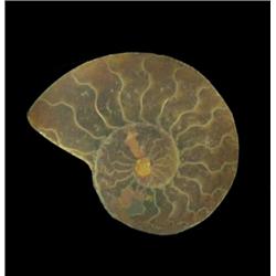 15ct Opalized Prehistoric Ammonite Fossil Cut 1/2 (GEM-20494)
