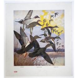 Du Pont Game Bird Print ,1917, Pintal, Bald-Pate & Black Ducks