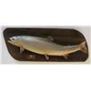 Image 1 : Arctic Char Full Body Game Fish Mount