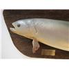 Image 2 : Arctic Char Full Body Game Fish Mount