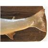 Image 3 : Arctic Char Full Body Game Fish Mount