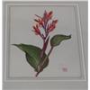 Image 1 : Jin-Yong Feng botanical illustration Canna Edulis Ker