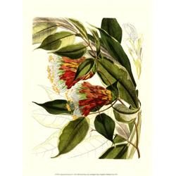 Fantasical Botanical - Samuel Curtis