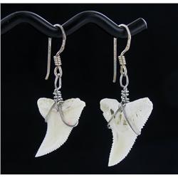 Sterling Shark Ivory Earrings (JEW-1958)
