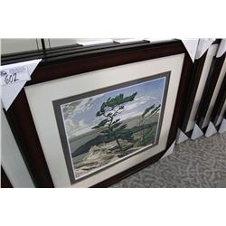 LIMITED EDITION PRINT 107/1495 "WHITE PINE" BY AJ